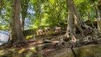 Der Hexenpfad in Tecklenburg