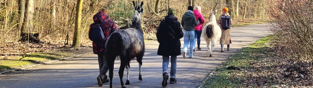 Lama-Spaziergang in Gelsenkirchen