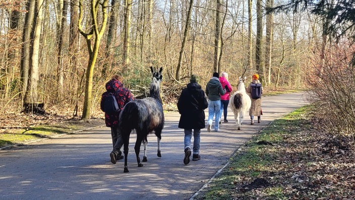 Lama-Spaziergang in Gelsenkirchen