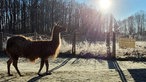 Lama-Spaziergang in Gelsenkirchen: Lama Caruso im Winter