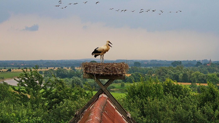 Störche auf einem Horst