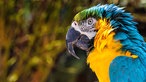 Ein Gelbbrustara im Vogelpark Heiligenkirchen