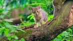 Zoo Duisburg: Nachwuchs bei den Wildkatzen