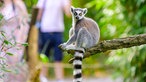 Katta im Zoo Duisburg