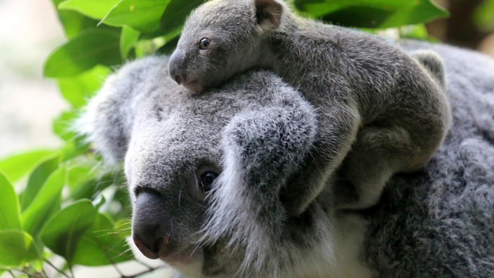 Koalas im Duisburger Zoo