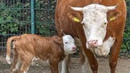 Zoom Erlebniswelt Gelsenkirchen: Hinterwälder Rind Zenzi