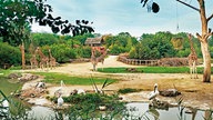 Zoom Erlebniswelt Gelsenkirchen: Giraffen und Pelikane