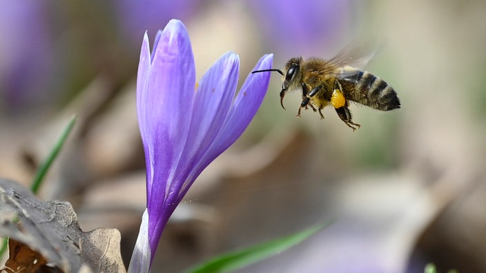 Eine Biene bestäubt Krokusse (Crocus albiflorus)