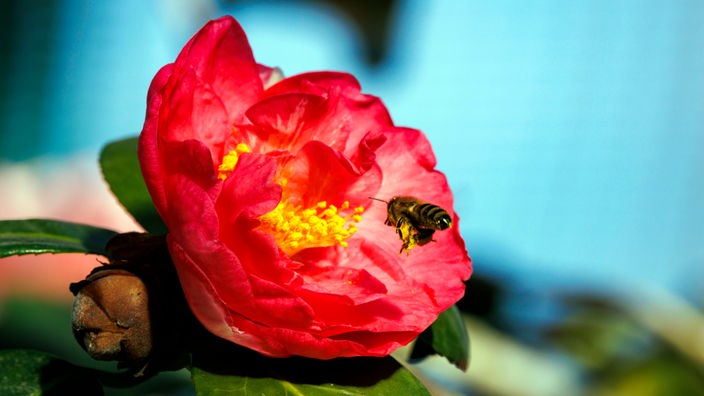 Eine Biene fliegt auf eine rote Pfingstrose zu