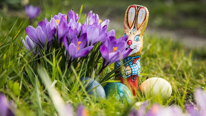 Ein Schokoladenhase und gefaerbte Ostereier sind versteckt hinter Krokussen zu sehen