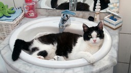 Eine schwarz-weiße Hauskatze liegt in einem Waschbecken