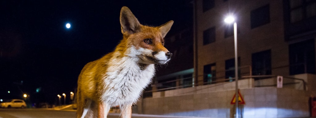 Ein Fuchs steht nachts in einer beleuchteten Stadt.