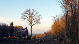 Filmszene aus "System Change": Ein einzelner Baum mit einem Baumhaus in einer Waldschneise, ringsherum Holzfäller und Baumstümpfe.