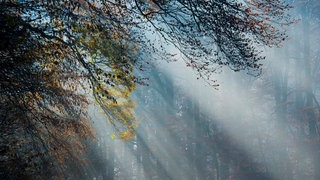 Das Beitragsbild des WDR3 Musikporträt "Solastalgie - Vom Heimweh nach der Natur" zeigt Sonnenstrahlen im nebeligen Herbstwald.