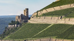 Burg Ehrenfels, Weinberge bei Rüdesheim