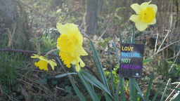 An einer Narzisse hängt ein Schild: Love nature, no fascism