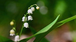 Weiße Frühlingsblume mit grünen Blättern