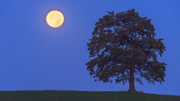 Vollmond im Halbschatten der Erde neben einem Baum