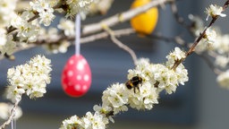 Eine Hummel sitzt auf einem blühenden Baum, der mit Ostereiern geschmückt ist.