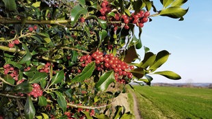 Ilex mit Beerenfrüchten am Kürtener Wanderweg