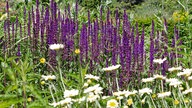 Weißblühende Färberkamille vor violettblühendem Steppensalbei