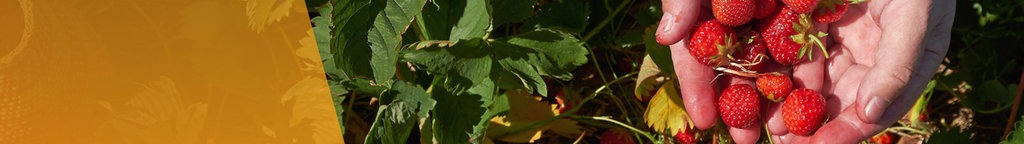 Erdbeeren werden in eine Schale gelegt, Erdbeerpflücken