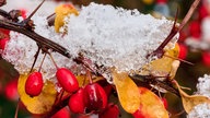 Erster Schnee im Berliner Raum liegt auf Hagebuttensträuchern 2022