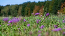 Blumen auf einem Feld in der Drover Heide.