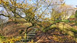 Spaziergang durch den Botanischen Garten Wuppertal 