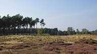 Brachter Wald-Pfad bei Brüggen 