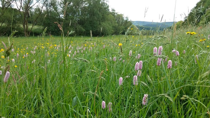 Entlang an bunten Wiesen und einem gurgelnden Bach - im Gilsbachtal bei Burbach