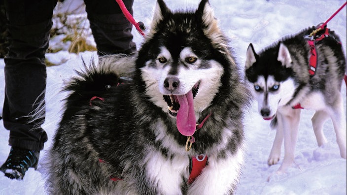 Wandern mit Husky: Herz über Kopf! 