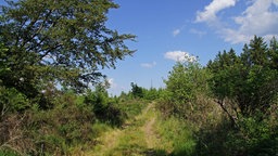 Der Wanderweg "Weitblick" in Bad Berleburg-Richstein