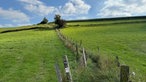 Ein grünes Feld mit Zäunen bei Sonnenschein. 