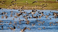 Auf den Bislicher Inseln sind zahlreiche Gänse heimisch