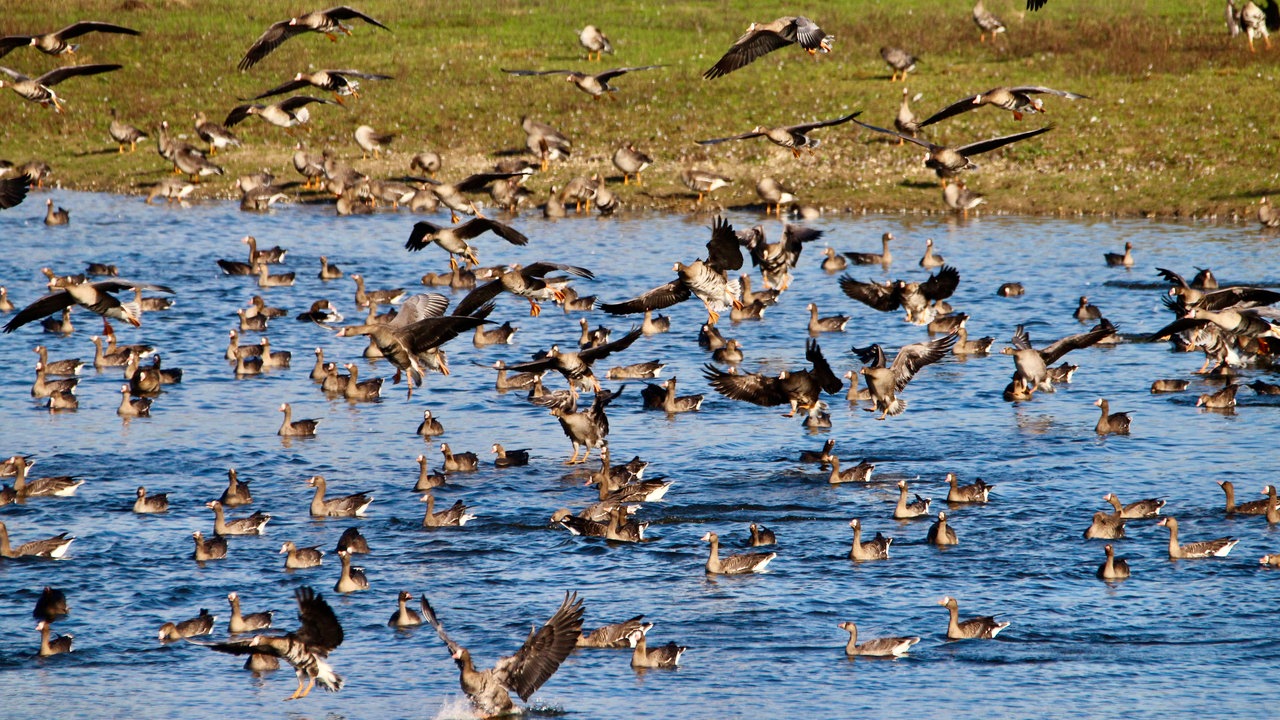 Auf den Bislicher Inseln sind zahlreiche Gänse heimisch