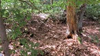 Gräben und Löcher im Waldboden. 