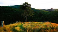 Ein Baum in der Landschaft