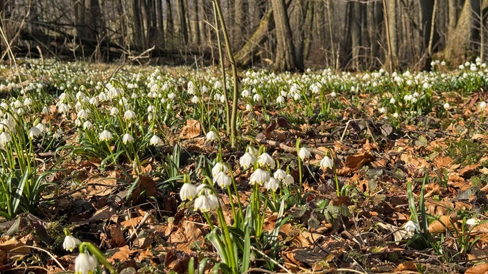 Die Märzenbecher Blume.