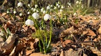 Die Märzenbecher Blume.