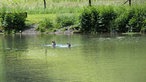 Zwei Enten auf dem Wasser