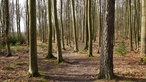 Waldweg