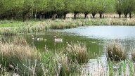 Familie Graugans im Naturschutzgebiet Woeste