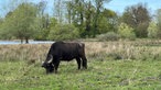 Wasserbüffel im Naturschutzgebiet Woeste