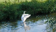 Ein Schwan badet in der Niers in Wachtendonk. 