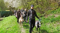 Wandergruppe nimmt Ziegen an die Leinen