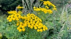 Gelben Blüten vom Rainfarn 