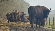 Eine Gruppe Wisente steht auf dem Feld un schaut in die Kamera 