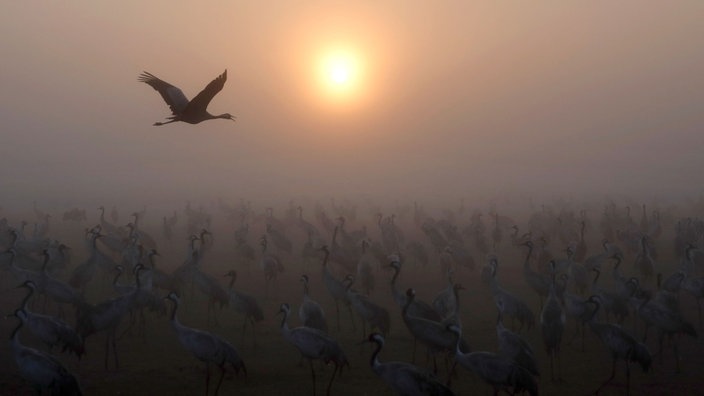 Das Dok5 Beitragsbild "Dem Himmel so nah-ost! - Ein akustisches Himmelfahrtskommando" zeigt Kraniche am See Agamon Hula auf ihrer jährlichen Zugroute von Europ nach Afrika. 