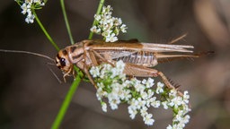 Das  Beitragsbild des Dok5 Feature "Das Geschäft brummt - Insekten als Wirtschaftsfaktor" zeigt eine Grille, die auf einer weißen Blüte sitzt